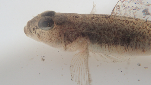 Sand goby (Pomatoschistus minutus) — Gobiidae — 3