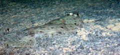 Megrim photo 2