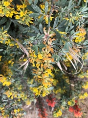 Acmispon dendroideus