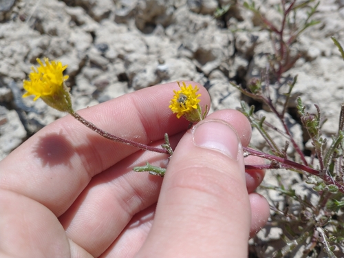 Image of Chaenactis nevii by no rights reserved
