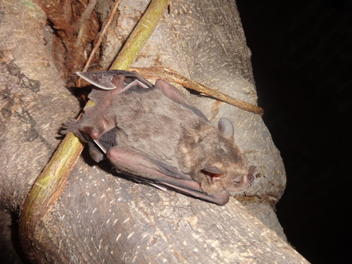 Hairy Fruit-eating Bat