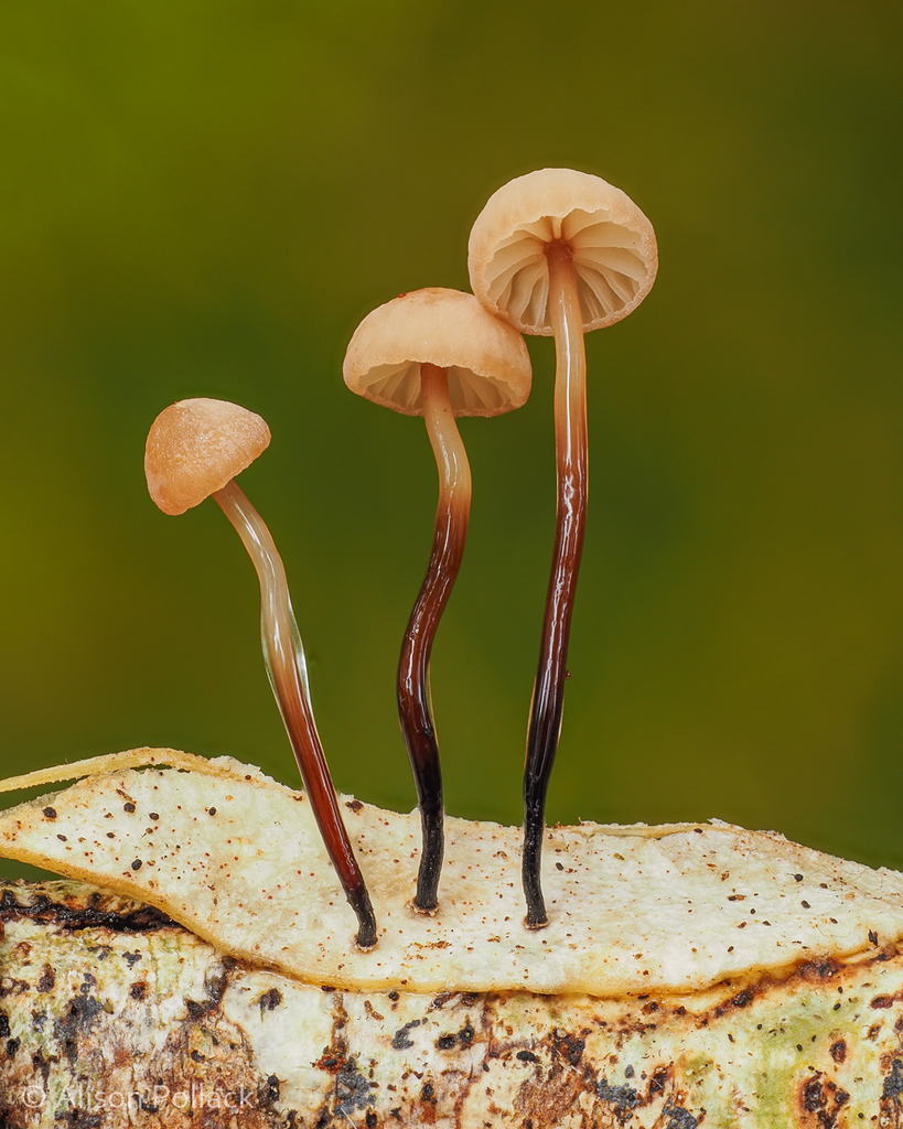 Gymnopus gelatinosipes