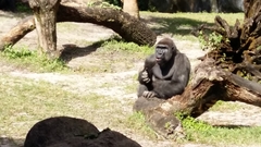 Gorilla gorilla