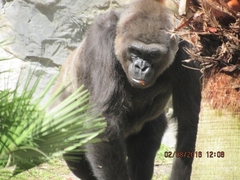 Gorilla gorilla