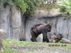 Gorilla gorilla