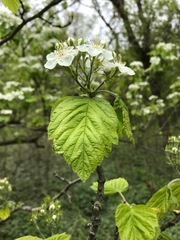 Crataegus mollis