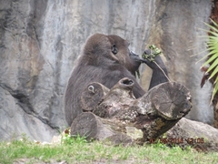 Gorilla gorilla