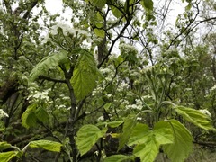 Crataegus mollis