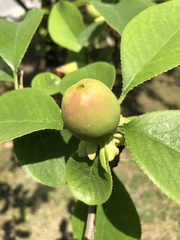 Magnoliopsida