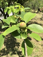 Magnoliopsida