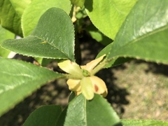 Magnoliopsida