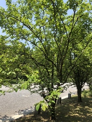Magnoliopsida