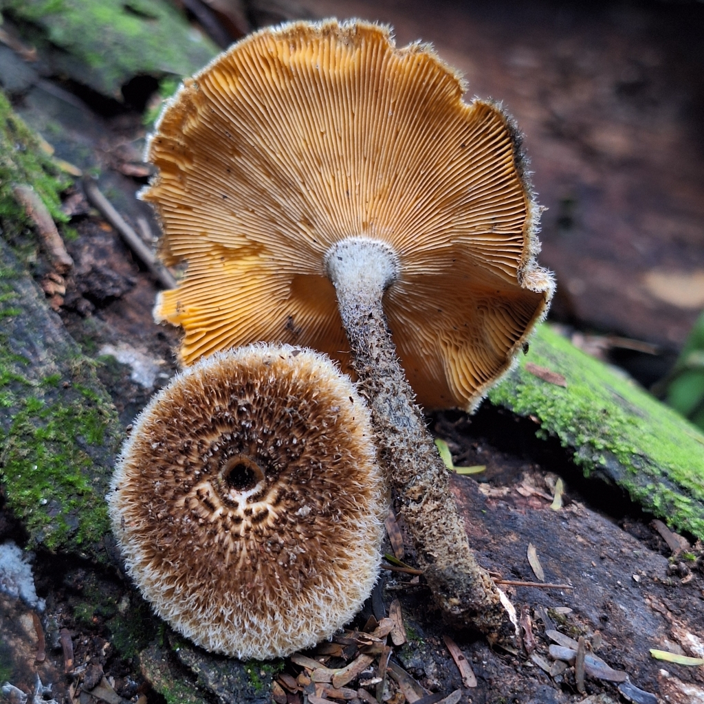 Lentinus berteroi · May 2024 · photo: © deniszabin (iNaturalist, cc-by)