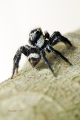 Corythalia argentinensis