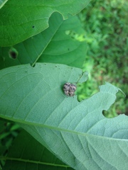 Pseudocneorhinus bifasciatus