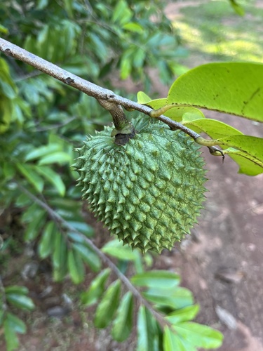 Annona muricata