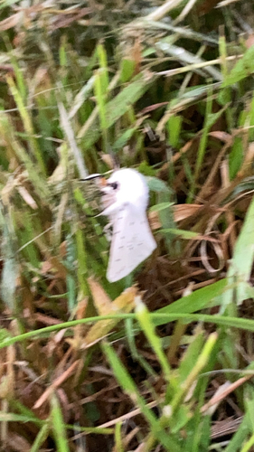 White Ermine, Landsmeer, photo 10 of 10