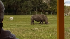 Ceratotherium simum