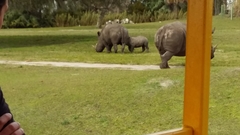 Ceratotherium simum