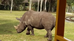 Ceratotherium simum