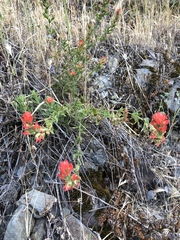 Castilleja applegatei