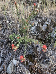 Castilleja applegatei