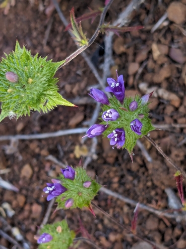 Image of Navarretia heterodoxa by no rights reserved