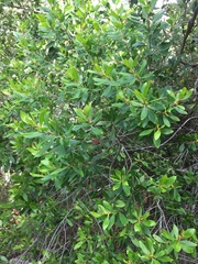 Persoonia stradbrokensis
