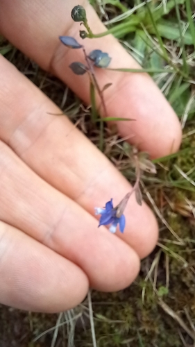 Image of Polygala serpyllifolia by (c) Patrick Watts-Mabbott, some rights reserved (CC BY)