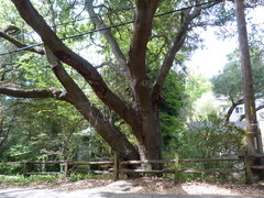 Quercus agrifolia agrifolia