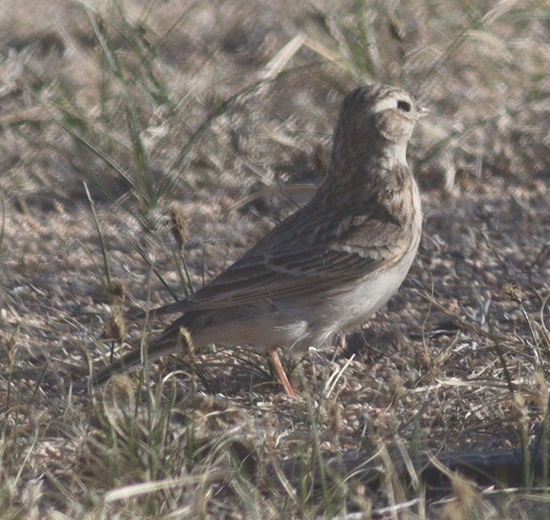 Asian Short-toed Lark