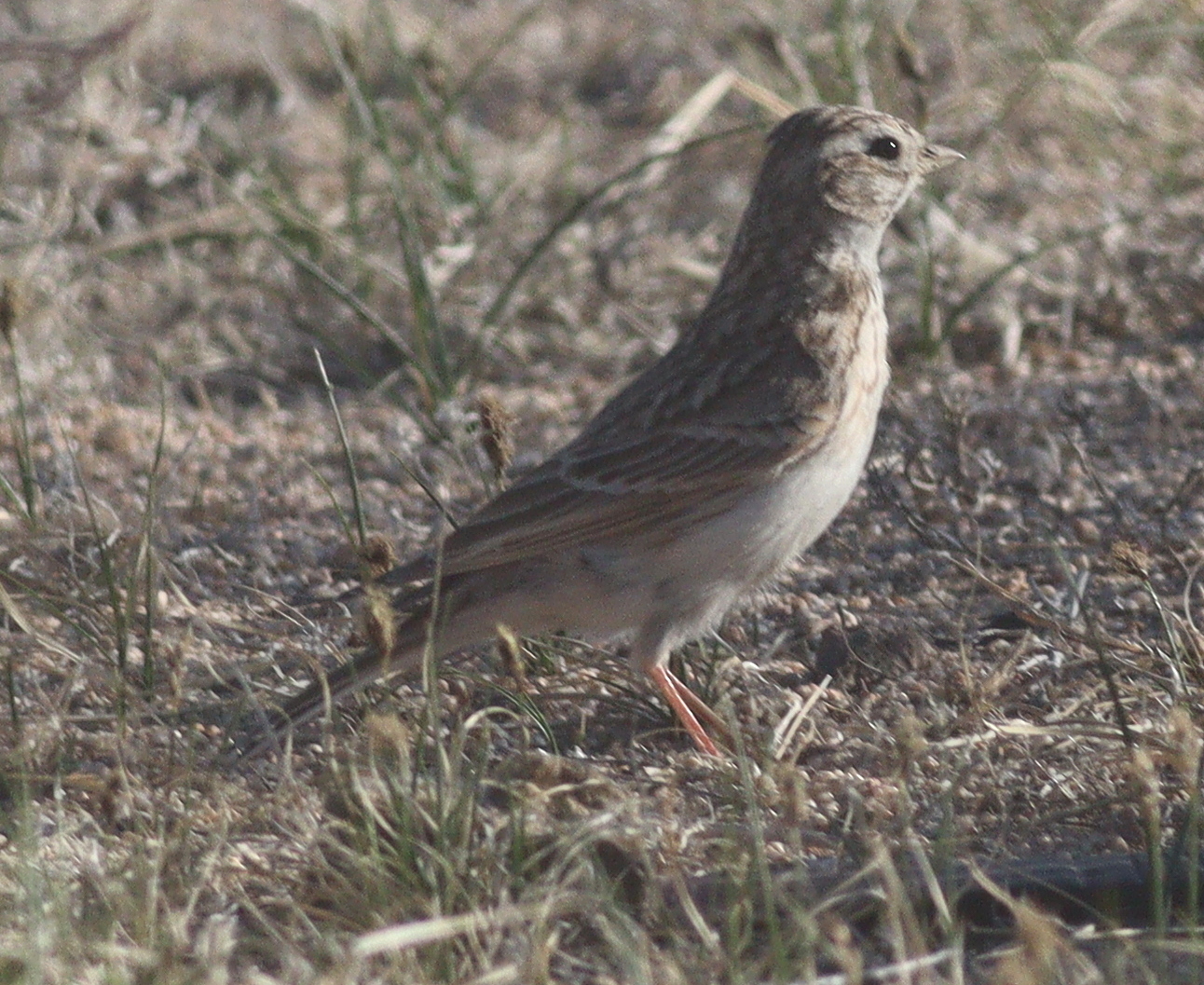 Asian Short-toed Lark