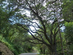 Quercus agrifolia agrifolia