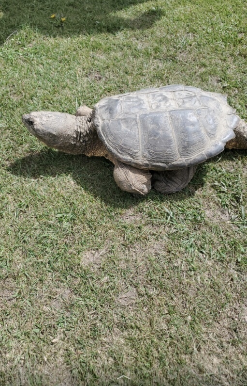 Common Snapping Turtle from Thunder Bay, ON, Canada on May 28, 2024 at ...