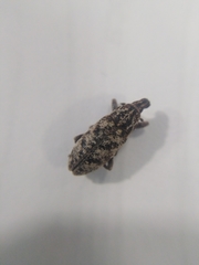 Cyphocleonus dealbatus