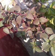 Iresine diffusa herbstii