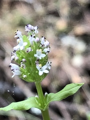 Plectritis congesta brachystemon