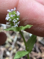 Plectritis congesta brachystemon