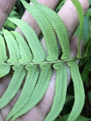 Polystichum imbricans curtum