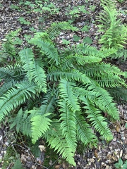 Polystichum imbricans curtum