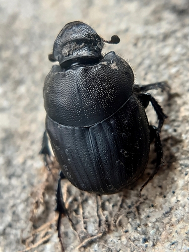 Onthophagus sericatus