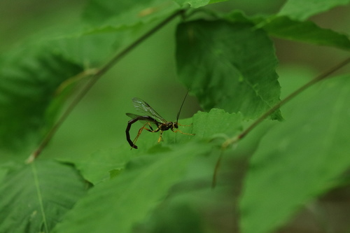 Norton's Giant Ichneumonid Wasp photo 5