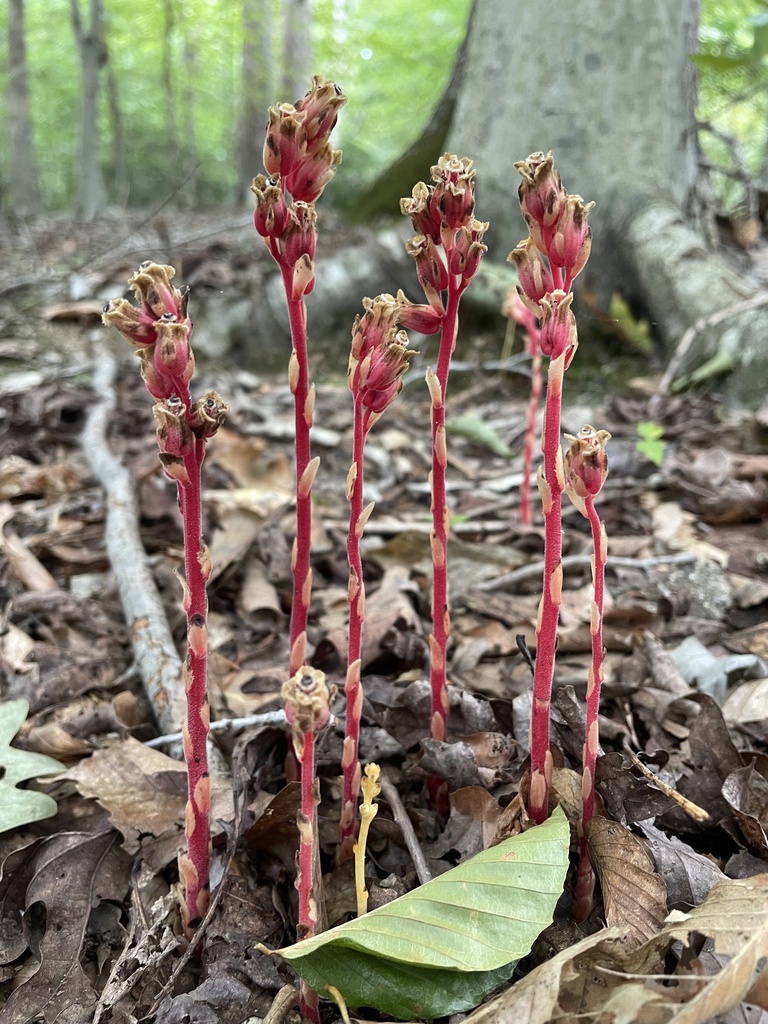 pinesap from Bull Run Occoquan Trail, Clifton, VA, US on September 24 ...