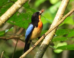 Orange-Throated Tanager photo 5