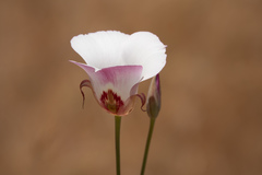 Calochortus simulans