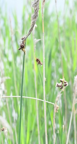Grey club-rush (Schoenoplectus tabernaemontani)