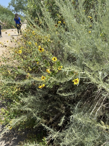 iNaturalist observation photo of California brittlebush