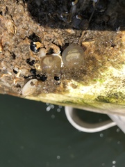 Molgula manhattensis