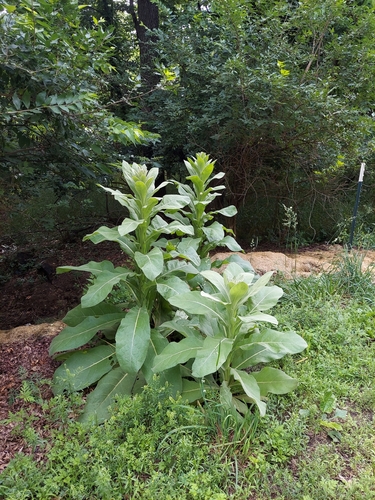 Verbascum thapsus