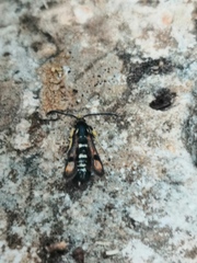 Pyropteron minianiforme